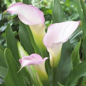 Calla Lily Crystal Blush Calla Lily Crystal Blush