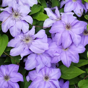 Top 10 Bulbs To Plant In Spring Clematis Elsa Spath Pplcleesp - Garden Express Australia