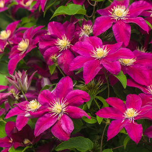 CLEMATIS SUNSET 100mm - Garden Express