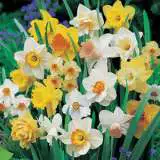 Daffodil Mixed – Pre-Order Daffodil Mixed – Pre-Order