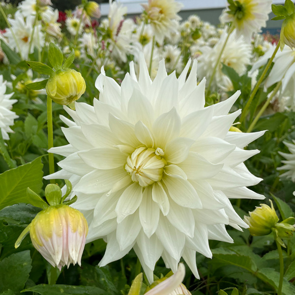 Dahlia Earl