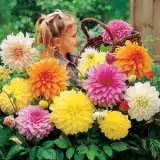Dahlia Giant Mixed Pkdahgmx - Garden Express Australia