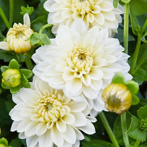 Dahlia Joy Burkitt Dahlia Joy Burkitt