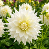 Dahlia Pkdahear Earl 3 - Garden Express Australia