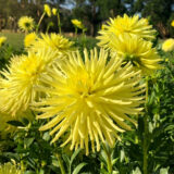 Dahlia Pkdahgbe Gay Bright Eyes - Garden Express Australia