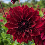 Dahlia Pkdahtma Thelma Maude 1 - Garden Express Australia
