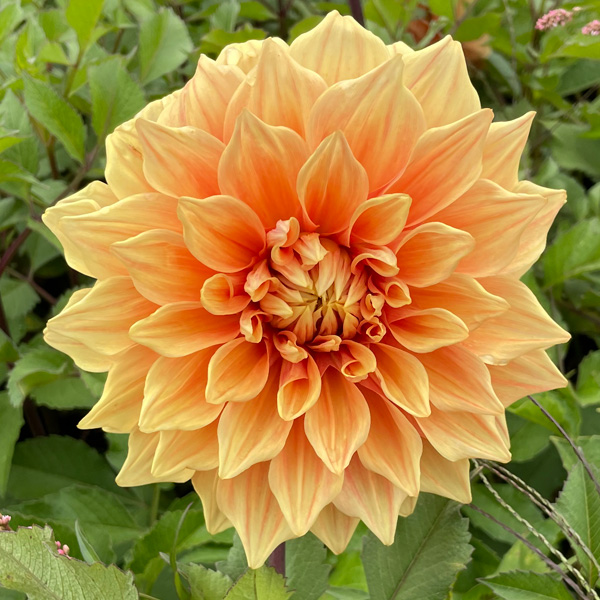 Dahlia Winkie Whopper Dahlia Winkie Whopper
