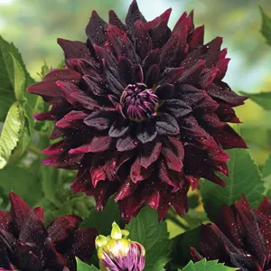 Guide To Planting And Growing Dahlias