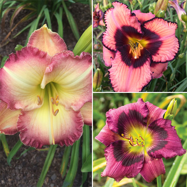 Daylily Spring Collection 2