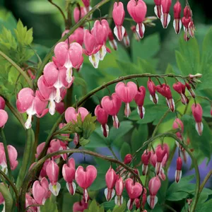 Dicentra Spectabilis