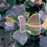 Gastrolobium Brown Btrfly 17 - Garden Express Australia