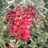 Grevillea Seaspray Lpogreses - Garden Express Australia