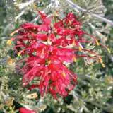 Grevillea Seaspray Lpogreses - Garden Express Australia
