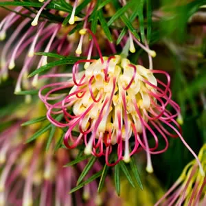 Grevillea Winpara Gold