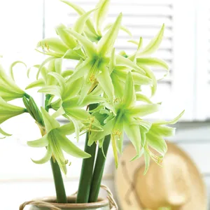 Hippeastrum Varieties Hippeastrum Evergreen Pkhipeve - Garden Express Australia