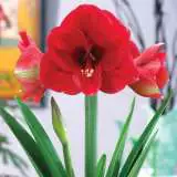 Hippeastrum Ferrari Pkhipfer - Garden Express Australia