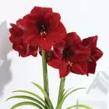 Hippeastrum Grand Diva Pkhipgdi - Garden Express Australia