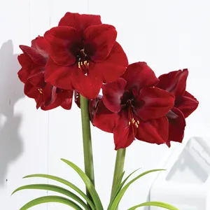 Hippeastrum Grand Diva