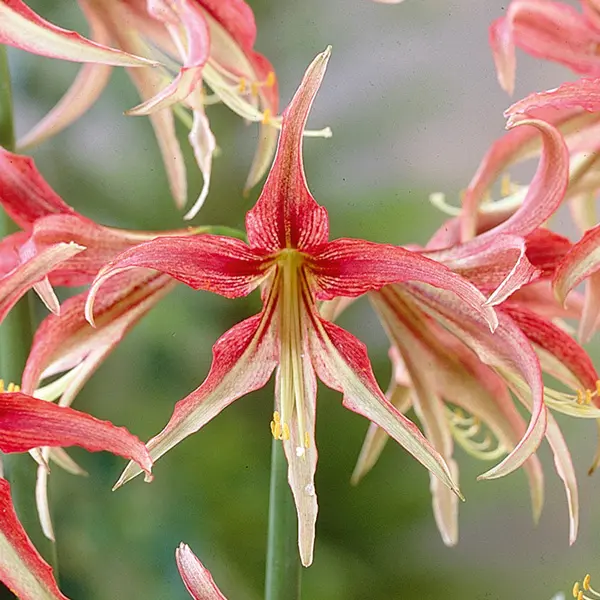 Hippeastrum La Paz