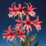 Hippeastrum Rose Cybister Pkhiprcy - Garden Express Australia