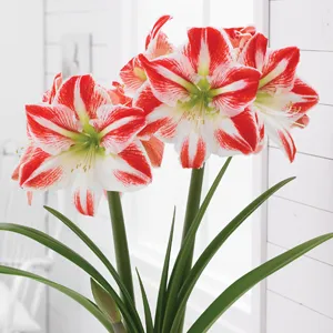 Hippeastrum Spartacus