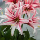 Hippeastrum Sweet Lillian 2021 Pkhipsli - Garden Express Australia