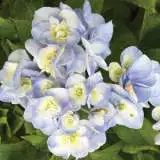 Hydrangea Setsuka Yae Lpohydsya 17 - Garden Express Australia