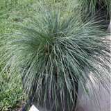 Lomandra Frosty Top