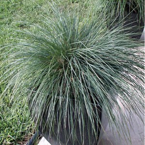 Lomandra Frosty Top