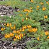 Lotus Gold Flash P68lotgfl - Garden Express Australia