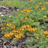 Lotus Gold Flash P68lotgfl - Garden Express Australia