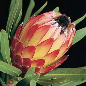 Protea Possum Magic Protea Possum Magic