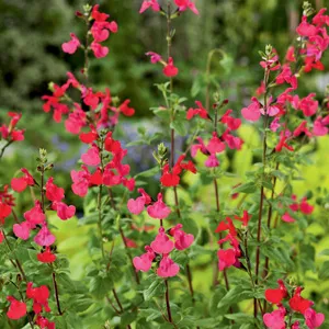 Salvia Margaret Arnold