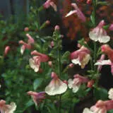 Salvia Pumpkin - Garden Express Australia