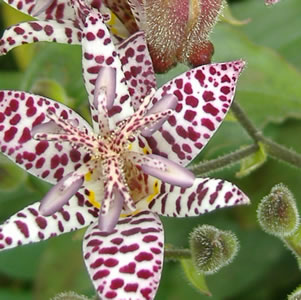 Tricyrtis Toad Lily