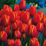 Tulip Worlds Favourite 15 - Garden Express Australia