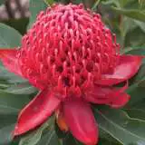 Waratah Shady Lady Crimson Pplproslc - Garden Express Australia