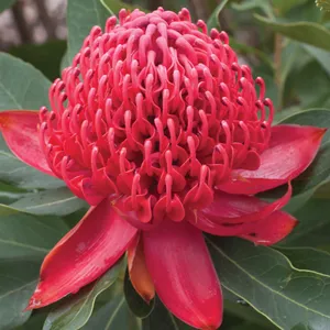 Telopea Shady Lady Crimson (pbr) Telopea Shady Lady Crimson (pbr)