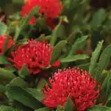 Waratah Shady Lady Red Pplproslr - Garden Express Australia