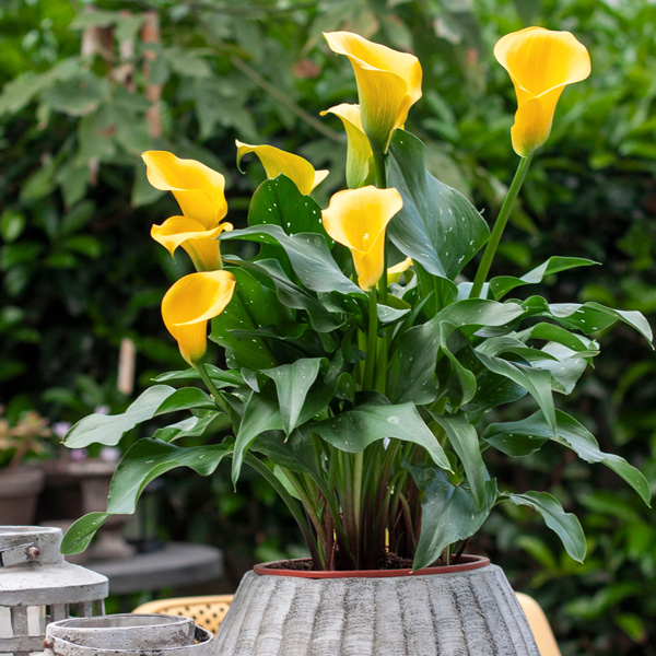 CALLA LILY BLACK MAGIC Garden Express