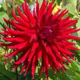 Dahlia Mrs Rees Pkdahmre 2019 - Garden Express Australia