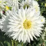 Dahlia My Love 2019 Pkdahmlo - Garden Express Australia