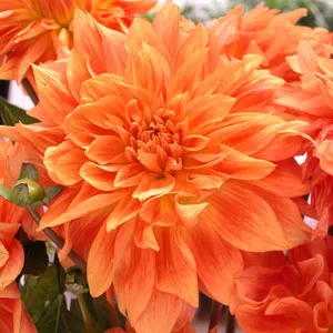 Delbard Dahlia Gange