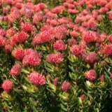 Leucospermum Carnival Red Ppllspcre - Garden Express Australia