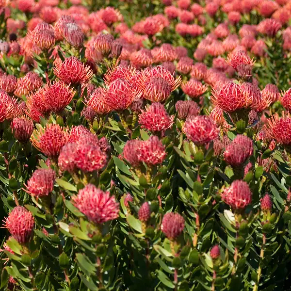 Leucospermum Carnival Red (pbr)