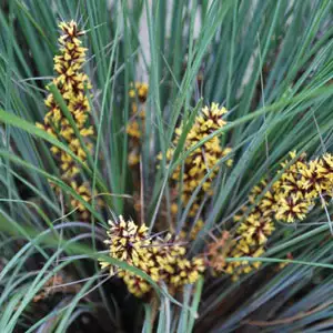 Lomandra Frosty Top