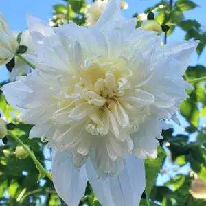 Tree Dahlia Double White