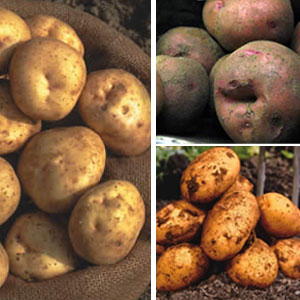 Certified Seed Potato Autumn Collection 2