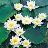 Water Lilies