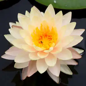 Water Lily Growing Guide Water Lily Florida Sunset Plalwlifsu - Garden Express Australia
